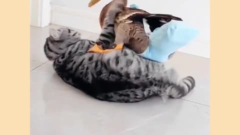 Funny cat and duck video