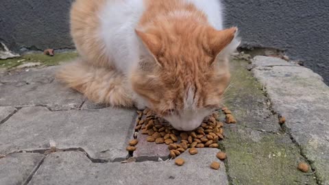 Wonderful Furry Orange Cat
