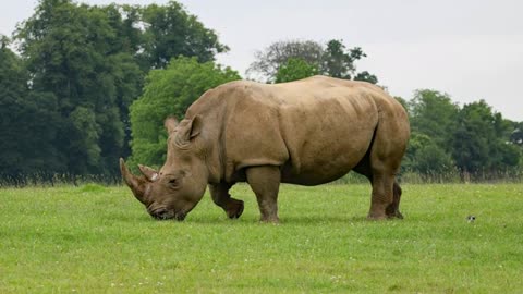 A kilo of rhino horn is worth more than its weight in gold,