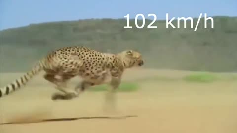 Fast cat