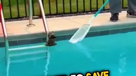 This Raccoon’s reaction will melt your heart 🥹❤️