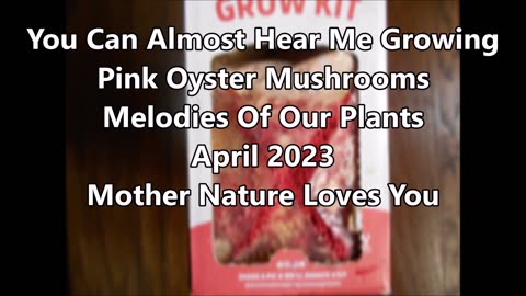 You Can Almost Hear Me Growing Pink Oyster Mushrooms April 2023