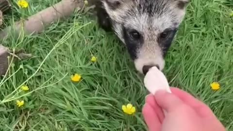 Raccoon Dog 🐶 Unique Animal You Have Never Seen #shorts