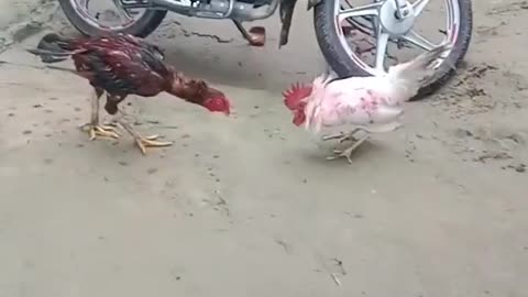 Two local Rooster Vs one Fighter Rooster 🐓 💪
