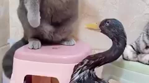 Watch Cat and Duck fight. Really interesting