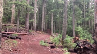 Oregon – Mount Hood National Forest – Wet, Damp Old Growth Forest – 4K