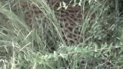 Dog Messed With Wrong Leopard & leopard vs dog ,