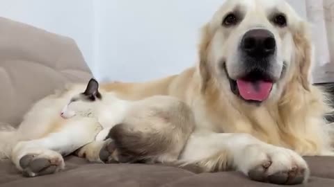 The Kitten who doesn't want to leave the Golden Retriever!