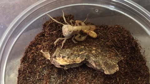 Scorpion uses stinger to kill its prey