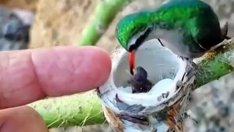 Mom and Baby Hummingbird