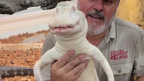 Albino American alligator love their food