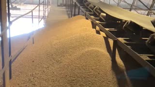 Grain shed almost full
