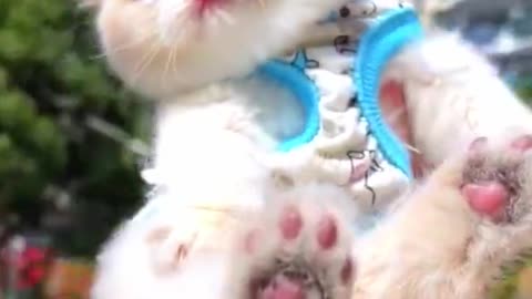 So so so Cute 🥰 | Baby Cat 🥰 | funny pets | PetPulseTV