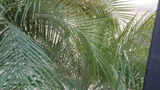 Palm Tree Growing Out of Shape