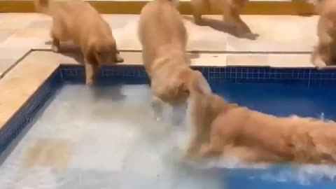 Swimming dogs