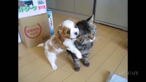 Funny video cat and Dog