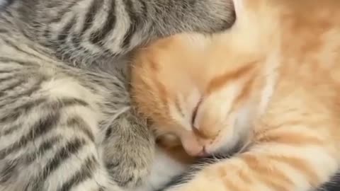 A beautiful cute friendship between brothers 😺