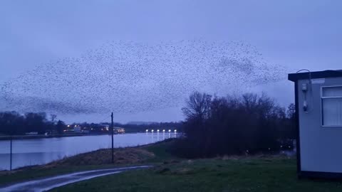 When two mumuration of starlings collide - An amazing show!