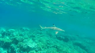 Rangiroa snorkeling