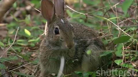 Discover the Fascinating World of Rabbits Beyond Cuteness