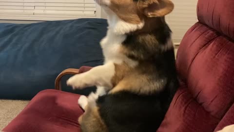 Corgi Rocks Himself in Recliner