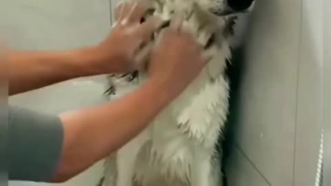 Easy way to bath your dog and puppy (how to bathing your puppy and dog)