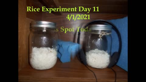 Rice Experiment Results 3 22 2021 to 4 22 2021