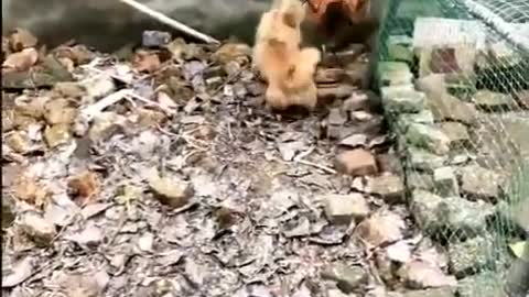 Dog vs chicken funny fight.