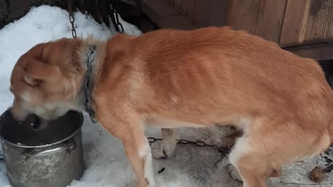 Here's what a dog that hasn't been carmated for 15 days looks like