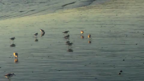Snowy Plover Birds; at Santa Monica Beach