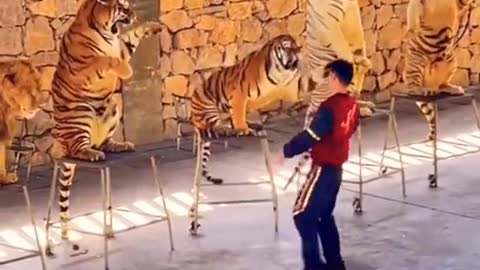 Traning Tiger Master sercus Tiger