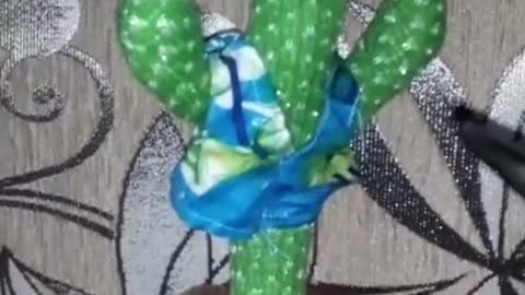 Dog Competes in a Dance off With Cactus Toy
