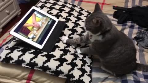 Cat learns to knead dough through tutorial video