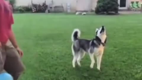 Funny video #animals #dog #funny #fypシ #foryou