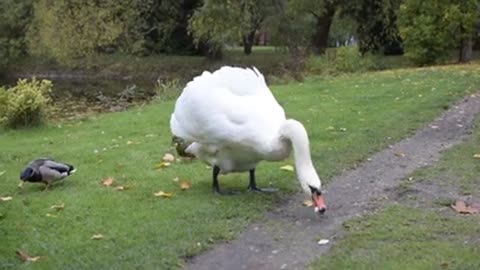 The white Swan With Ducks Swimming In The Pond Is So Beautiful And Lovely