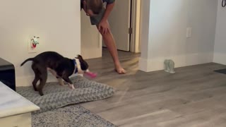 Pup Wants Dad to Play