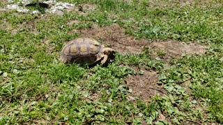 Rob the tortoise