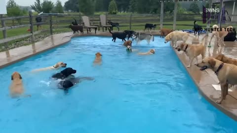 Thirty-nine dogs jump into pool & enjoy the party