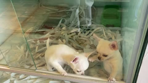 Two Cute Chihuahua Puppies