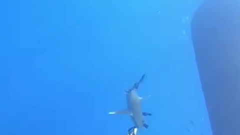 Scuba diver has close encounter with ocean's top predator