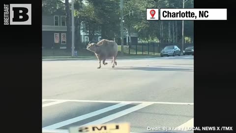 WATER You Waiting For?? Water Buffalo ESCAPES, Wanders Through Charlotte