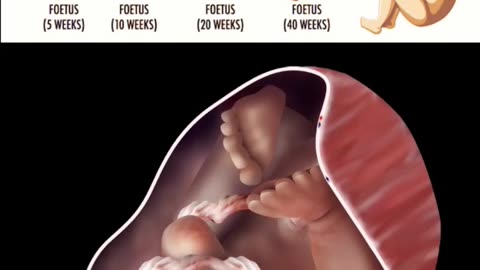 Embryo and Fetal Development In Mother's Womb Month by Month 👶 💖 Fetal Growth 👶 v.n 532