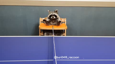 The raccoon sat in the referee's seat asking for the ball and was hit by the ball