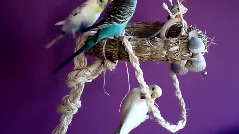 Budgies and Cockatiel Birds Playing and Feeding