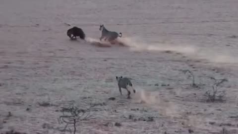 Hyena Walks Right into a Pride of Lions