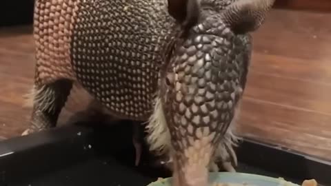 Tiny Armadillo Is Obsessed With Taking Baths | The Dodo Little But Fierce