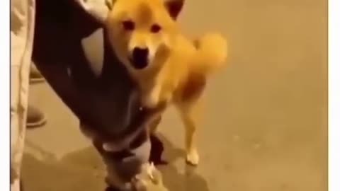 funny dogs movement