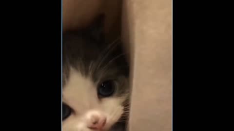 cute cat hiding in pouch.