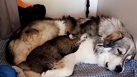 Great Pyrenees Cuddles With Kitty Cat Friend