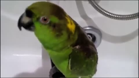 Parrot sings human songs